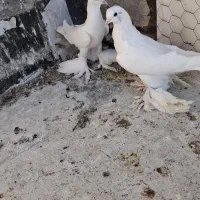 اویناخ لوتی اغ لوتی