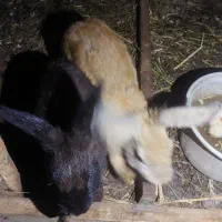 خرگوش بالق|موش و خرگوش|رشت, شهرک صبا|دیوار