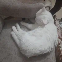 واگذاری پنبه گربه نر میکس پرشین با کلیه لوازم|گربه|یزد, |دیوار