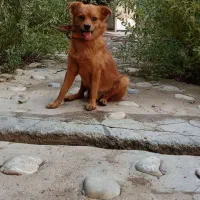 سگ خانگی