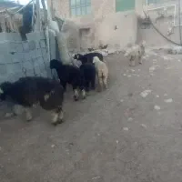 فروش بره ماده با دوبر شهر کردی جنس دار
