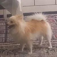 فروش سگ آپارتمانی.