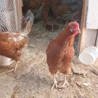 تعداد ۱۵ عدد مرغ تخم گذار جوان