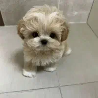 سگ پودل مالتیز