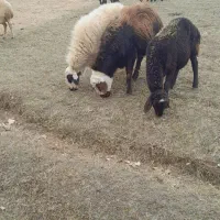 قوچ قزل افشار کله سفید منگوله دار|حیوانات مزرعه|سارال, |دیوار