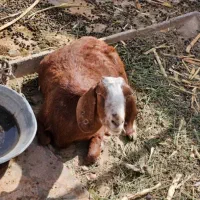 50ملیون هر دوتا