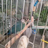 دو عددگرینچیک|پرنده|یزد, |دیوار