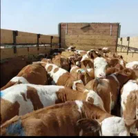 مرکزپرورش و فروش انواع گوساله