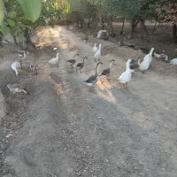 قوغاز|حیوانات مزرعه|بسطام, |دیوار