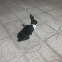 خرگوش