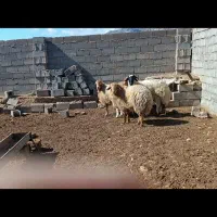 بره نر چاق|حیوانات مزرعه|جلگه شوقان, |دیوار