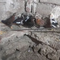 هفت عددعروسک