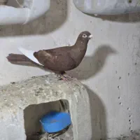 قارا سرخ نر|پرنده|اسفرورین, |دیوار