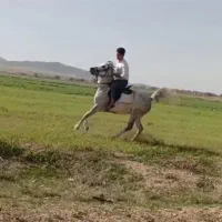 مادیان کرد|اسب و تجهیزات اسبسواری|رزن, |دیوار