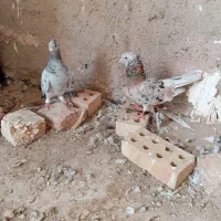 کبوتر
