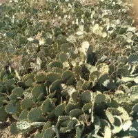 کاکتوس اوپیتیا