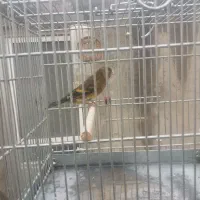 سهره قناری|پرنده|خسروشاه, |دیوار