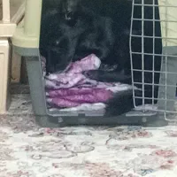 واگذاری سگ پامر مشکی