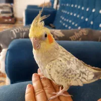 عروس هلندی ماده یکسال و نیمه|پرنده|خمینیشهر, |دیوار