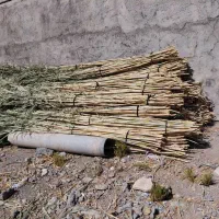 فروش نی|خدمات باغبانی و درختکاری|آبدانان, |دیوار