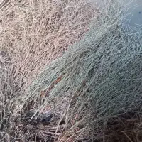 کاسنی حجم بالا