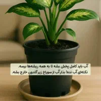قرص کود گلدان|گل و گیاه طبیعی|ماهدشت, |دیوار