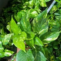 پتوس پرریشه ۶۵ت