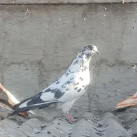 کفتر پرشی