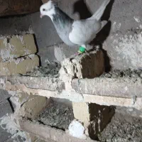 کفتر