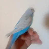 مرغ عشق مولد و دستی|پرنده|ایلام, |دیوار