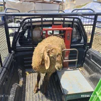 کافیه ،فقط یه تماس الو دام علی بابا تحویل درمحل|حیوانات مزرعه|تهران, دهکده المپیک|دیوار