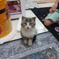 واگذاری بچه گربه۲ماه رایگان