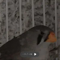 فنچ جفت مولد اروپایی کینگ بلک برست|پرنده|تهران, جنت‌آباد مرکزی|دیوار