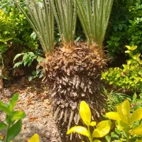 سیکاس|گل و گیاه طبیعی|رشت, گلسار|دیوار