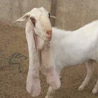 پازن..بز..کهره|حیوانات مزرعه|قیروکارزین, |دیوار