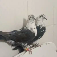 یه جفت سوسکی نرو ماده بپرو سرحال