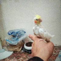 2جوجه 7ماهه عروس هلندی