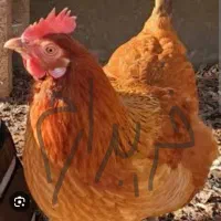 مرغ محلی تخمگذار