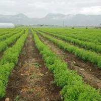 دو عدد کارگر افغانی برای کار کشاورزی