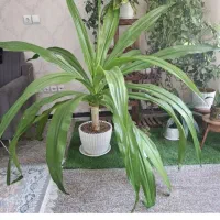 گل اشک ملکه