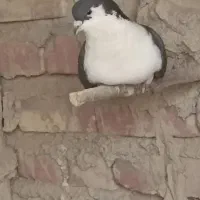 سه تا کبوتر‌فروشی