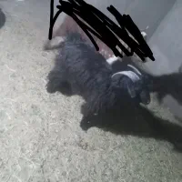 جفت تکشاد