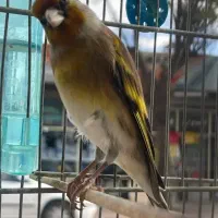 سهره قناری دهن لر اصیل پاک