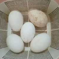 تخم غاز نطفه دار