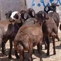 ۸ راس کاور بره سرخ