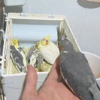 ۴عدد جوجه عروس ۳۰روزه