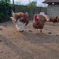 بوقلمون، خروس محلی