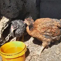 جوجه مرغ