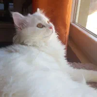 گربه پرشین ماده ۷ ماهه