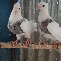 کبوتر پرشی خوشرنگ